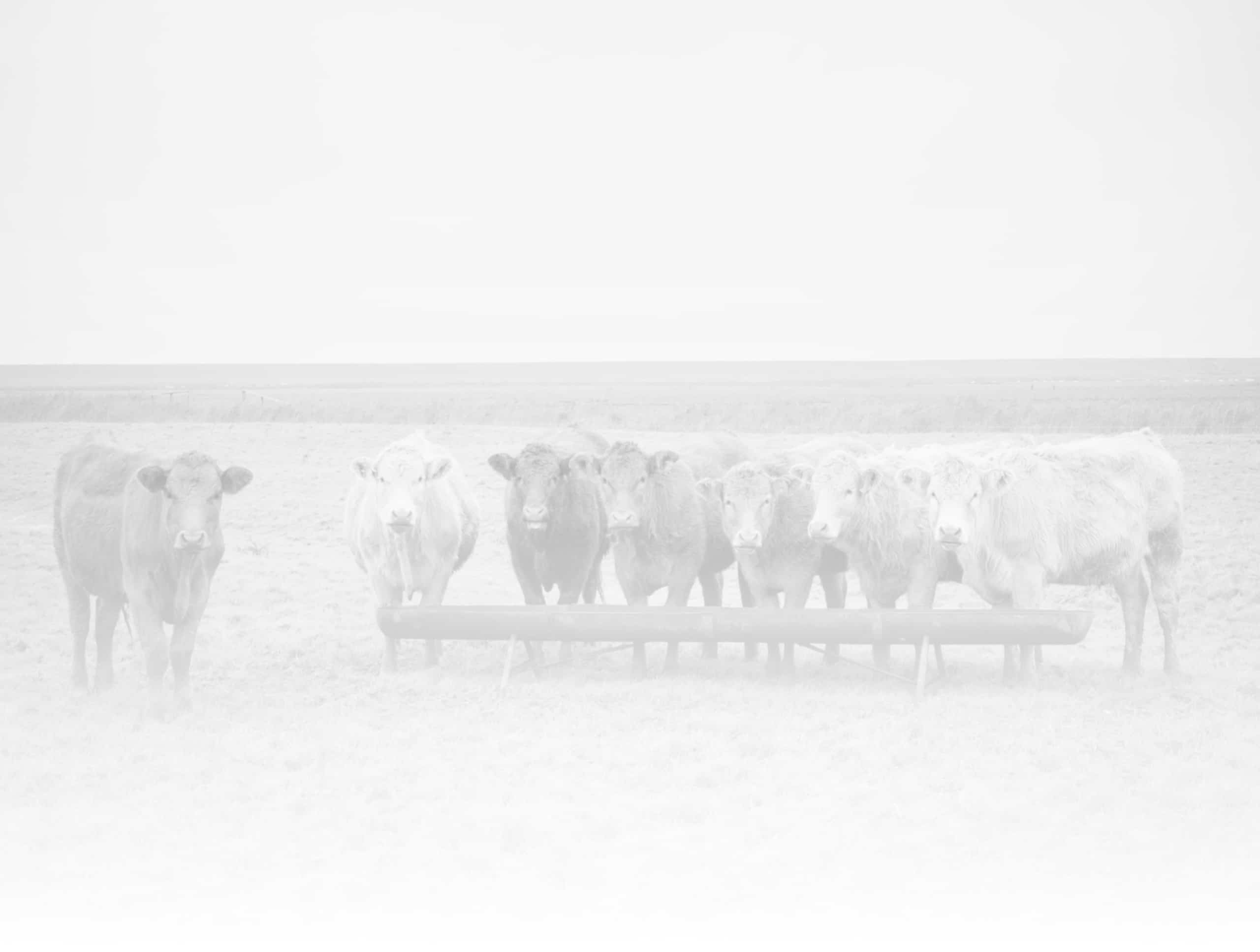 Feed Ingredients Price Data