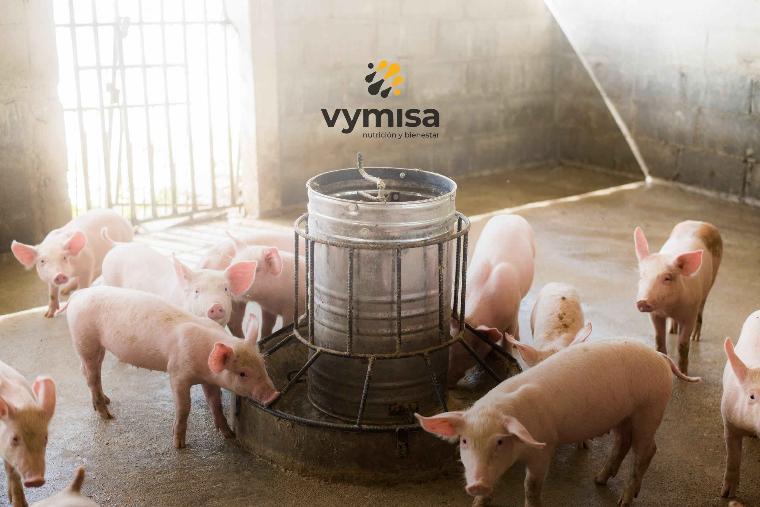 Vymisa feed-industry company – Kemiex customer story